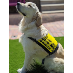 Give Me Space Dog Vest - I'm Nervous