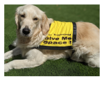 Give Me Space Dog Vest - In Training