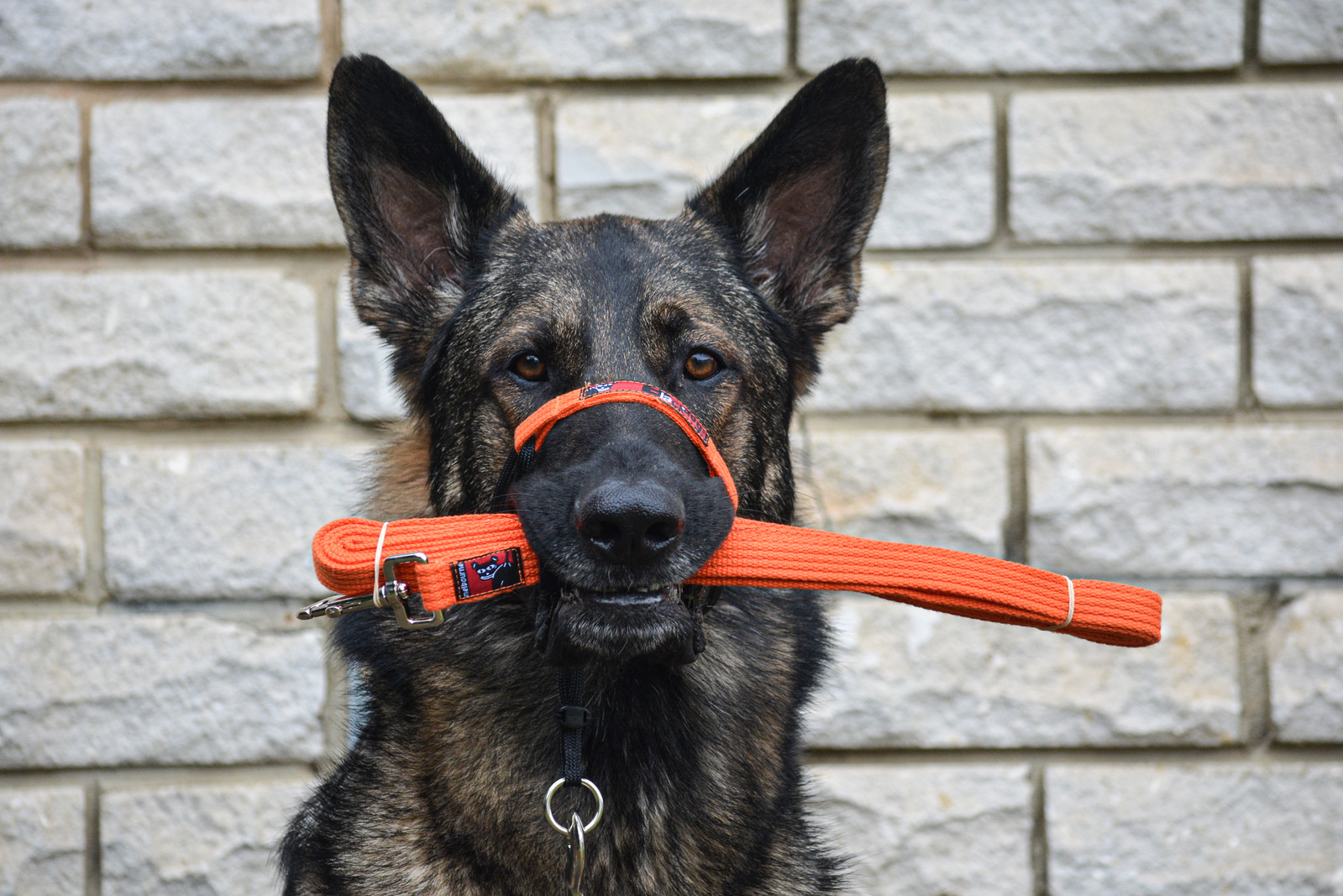 Black Dog Wear™ Long Lead 5m - Image 4