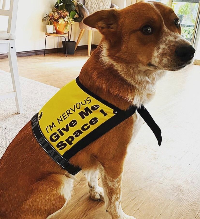 Give Me Space Dog Vest - I'm Nervous - Image 2