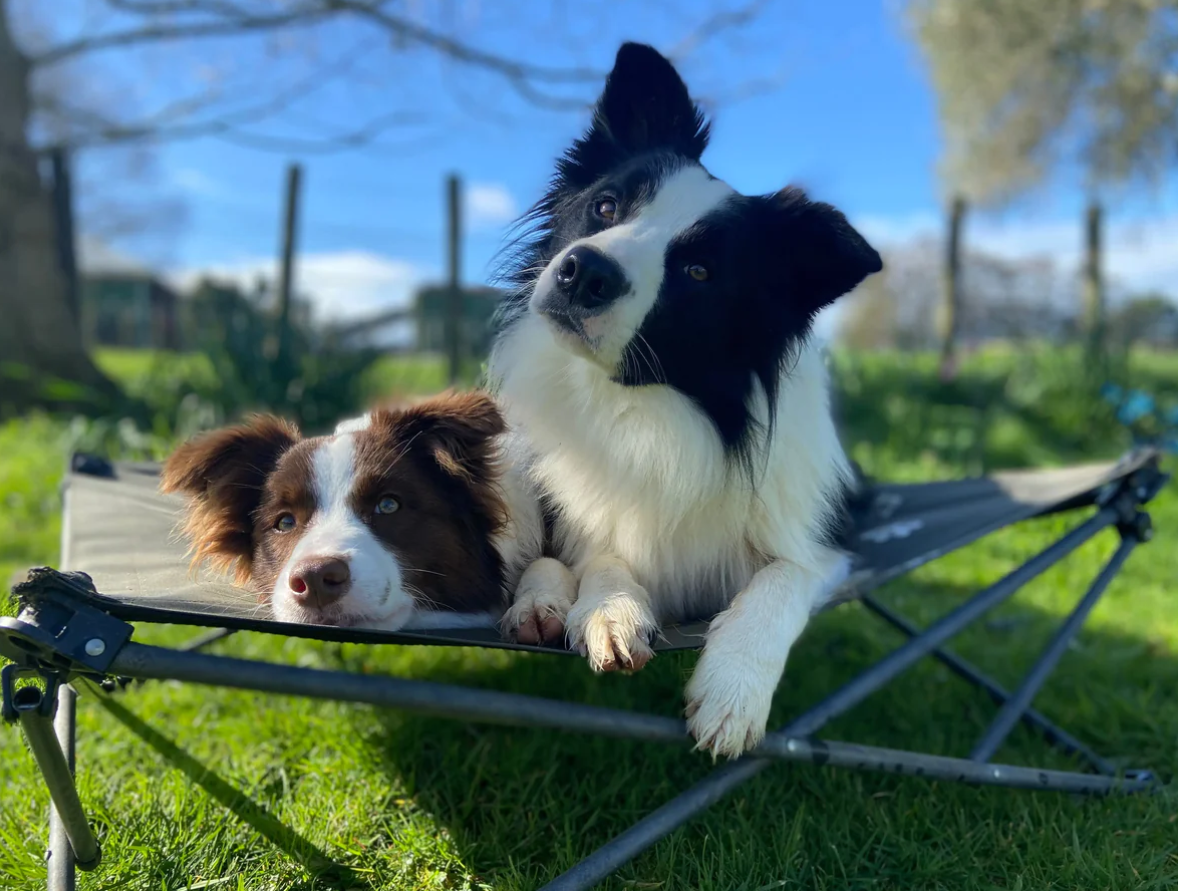 Outdoor Connection Folding Dog Bed - Image 7