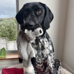 Flat Out 'Roadkill' Dog Chew Toys